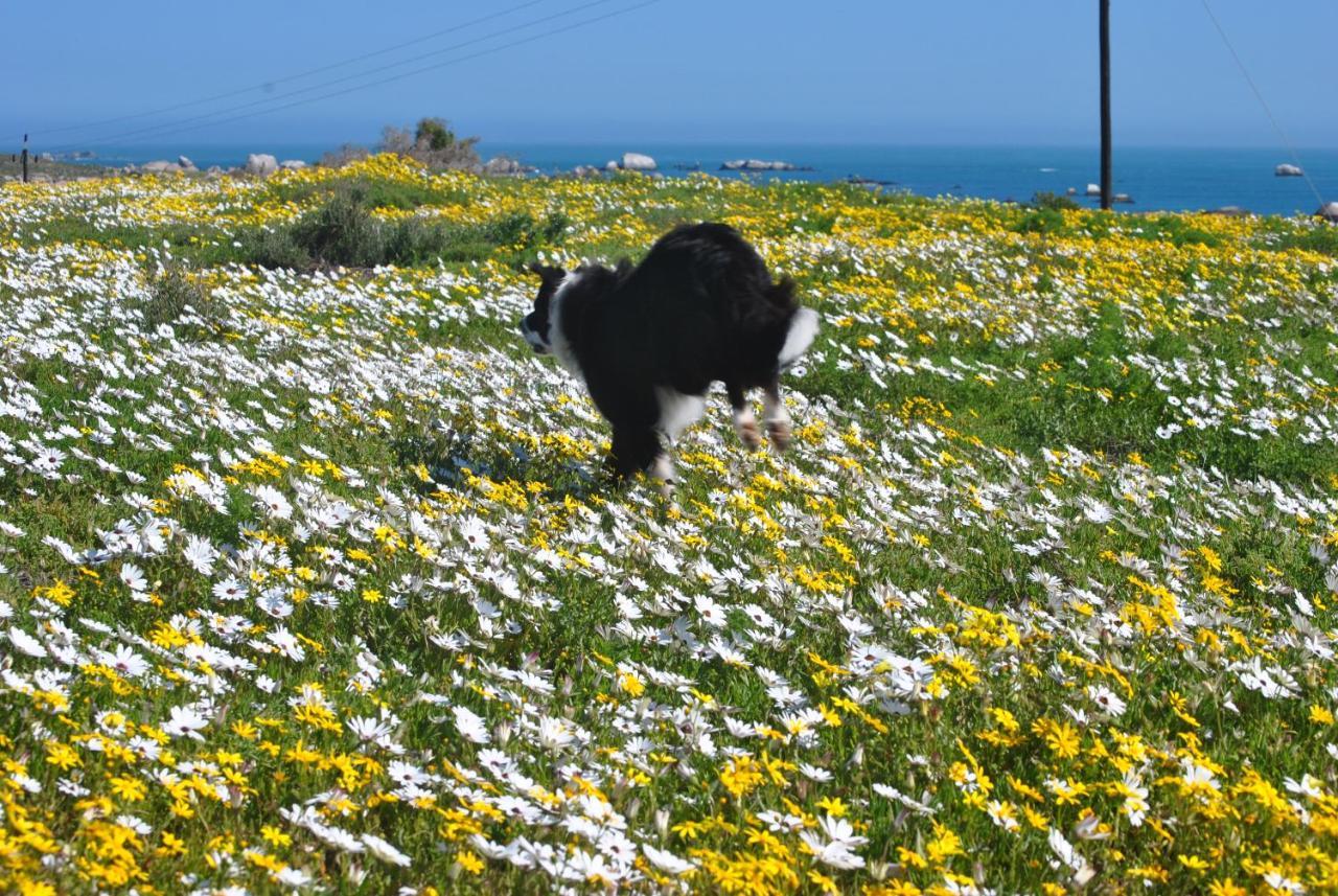 Stay At Bokkoms In Paternoster Self Catering Accommodation Kültér fotó
